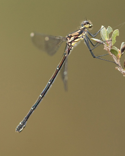 Austroargiolestes alpinus